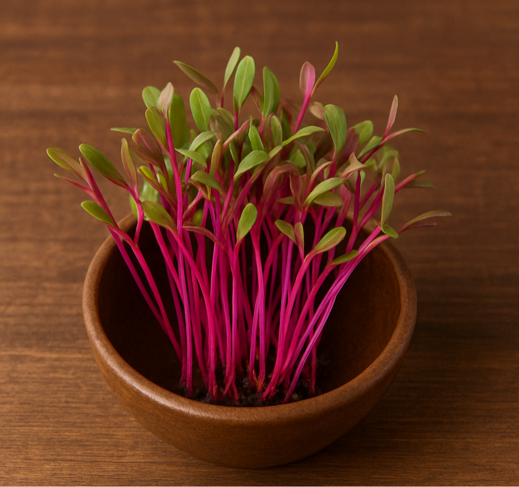 Bull's Blood Beet Microgreens